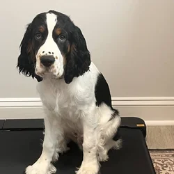 English Springer Spaniel