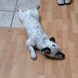 Meet Milo