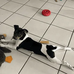 Male Rat Terrier