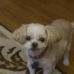 Sweet senior girl looking for companion