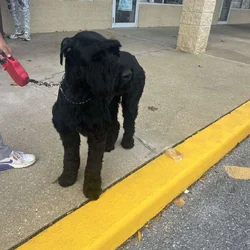 Dog for sell