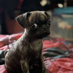 Needs a Forever Home