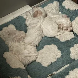 Beautiful New Havachon Puppies