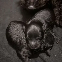 Schnoodle puppies