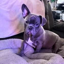 French Bulldog For Sale “Ippo”