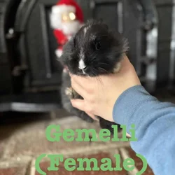 Lionhead Bunnies