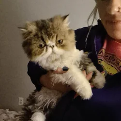 Female Persian kitten