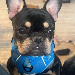 1 yr old Frenchie for sale