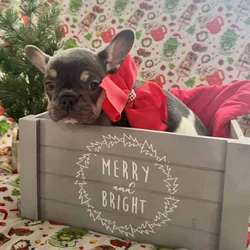 AKC Registered French Bulldog Puppy