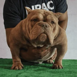 2 year old healthy boy