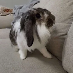 8 month bunny