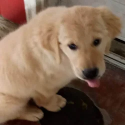 Golden Retriever pups