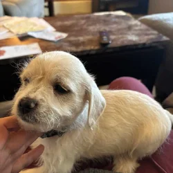 Puppies