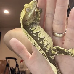 Female Crested Gecko