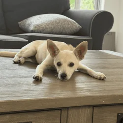 11 month Chihuahua mix