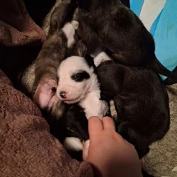 PITOODLE PUPPIES
