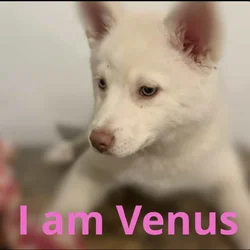 Venus
