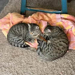 Two girl kitties, 4 1/2 months, part Bengal