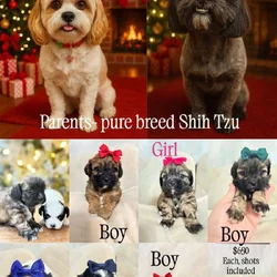 Shih Tzu Christmas-Ready Companions