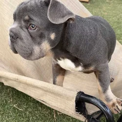 French Bulldog puppy Orange