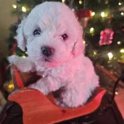 Bichon Maltipoo Puppies