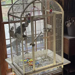 SOLD African Grey Parrot and Cage