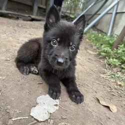 German shepherd puppies