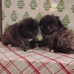 Porkies (pomeranian and Yorkie)