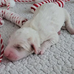 Mini Bernedoodle - Baxter