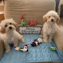 Miniature Poodle