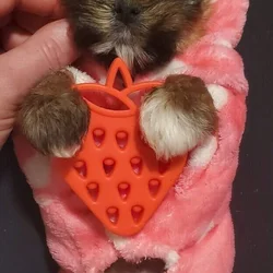 Teacup Yorkie Babygirl