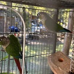 Green cheek conures