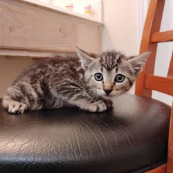 8 Week Old Tabby