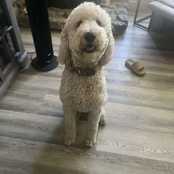 Rehoming Maverick!