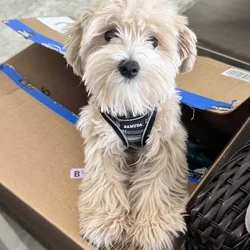 Milo a 8 mo. old male Maltipoo