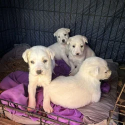 Great Pyrenees Puppies