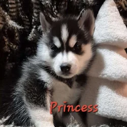 Full-blooded Siberian husky puppies