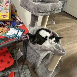 Kittens