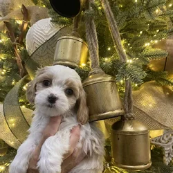 Cavachon Puppies