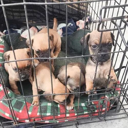 Puppies