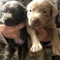 AKC Silver & Charcoal Pups
