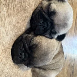 Christmas Pugs