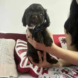 Three chocolate cocker spaniels (male) for sale