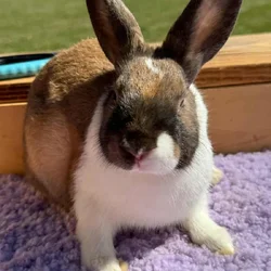 Dutch rabbit rehoming
