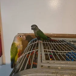 2 Pineapple & Green Cheek Conures for Sale