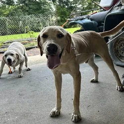 2 Free full blood yellow Labs