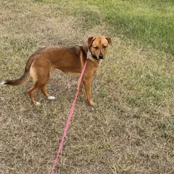 Puppy - Free to a good home