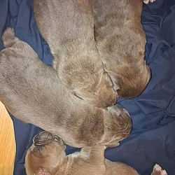 Cane Corso Puppies