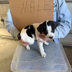 Registered Feist puppies for sale