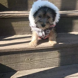Yorkshire Terriers